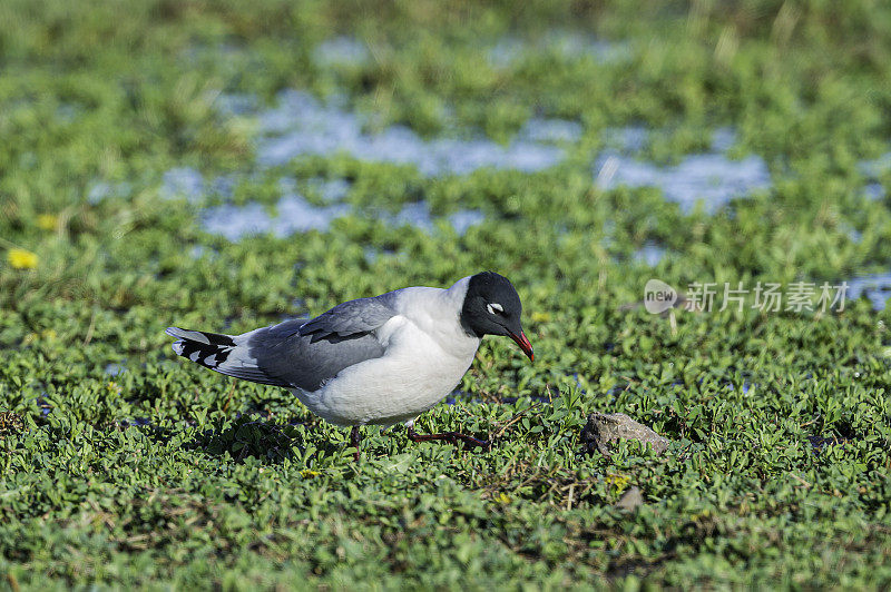 富兰克林海鸥(Leucophaeus pipixcan)是一种小海鸥。马勒尔国家野生动物保护区，俄勒冈州。鸻形目,鸥科。